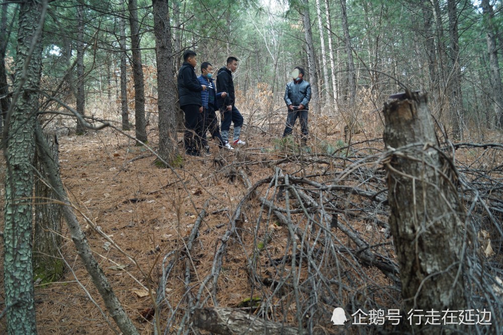 给树木下药 安图县侦破首例新型破坏森林资源刑事案件