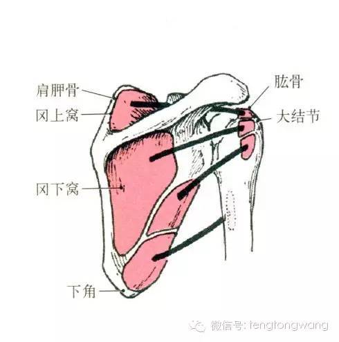 止点:肱骨大结节.起点:肩胛骨外侧缘背面.部位:冈下肌下方.