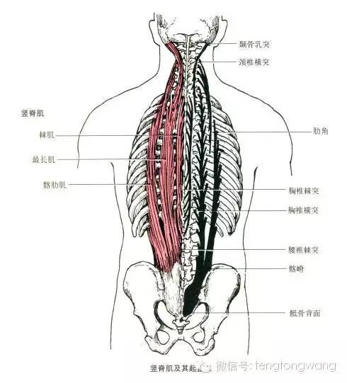 最全的肌肉起,止点 图解