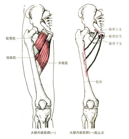 止点:长收肌止于股骨粗线内侧唇中部,短收肌止于股骨粗线上部.