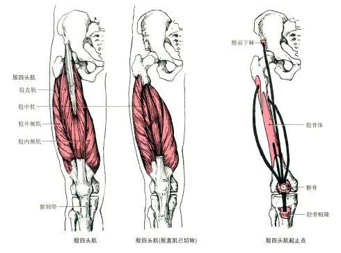 最全的肌肉起,止点 图解