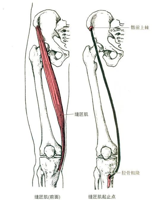 最全的肌肉起,止点 图解