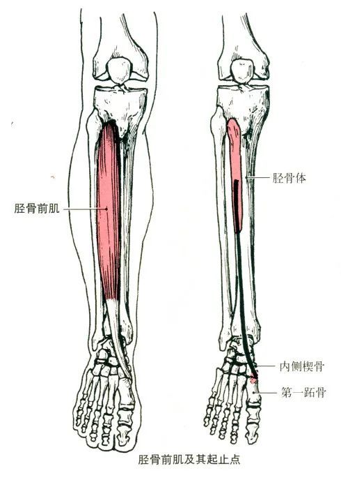最全的肌肉起,止点 图解
