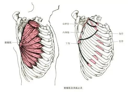 最全的肌肉起,止点 图解