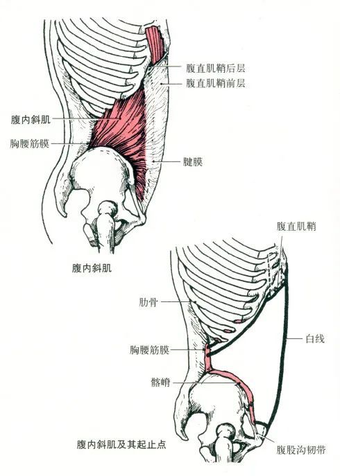 起点:胸腰筋膜,髂嵴和腹股沟韧带外侧.