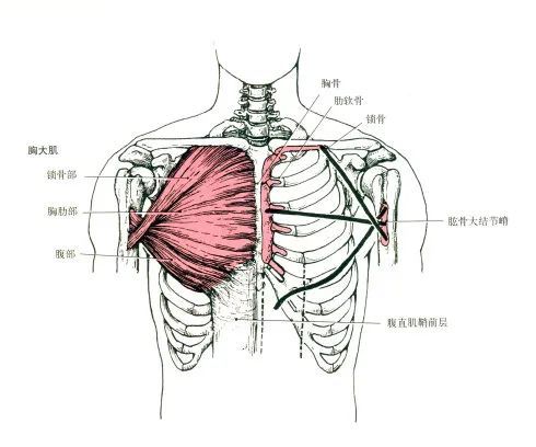 部位:胸大肌深层. 起点:第3～5肋骨前面. 止点:肩胛骨喙突.