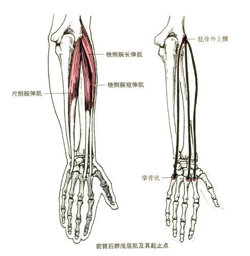 最全的肌肉起,止点 图解