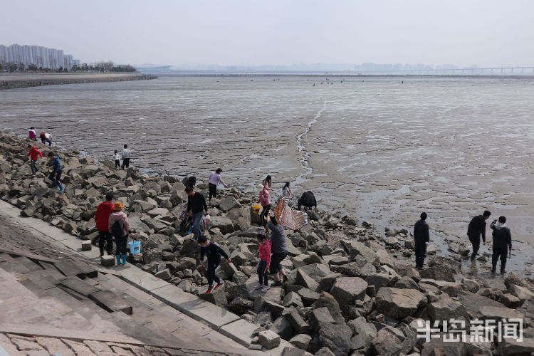 半岛叨叨|沧口白泥地公园赶海大丰收是真是假?多图 视频看真相