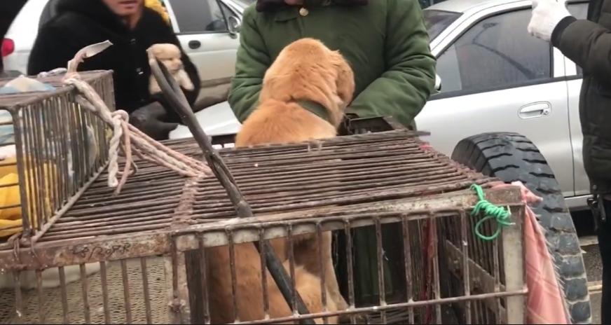 河南:狗贩子临时加价,少一分不卖,男子费了老大劲,才成功将金毛买下