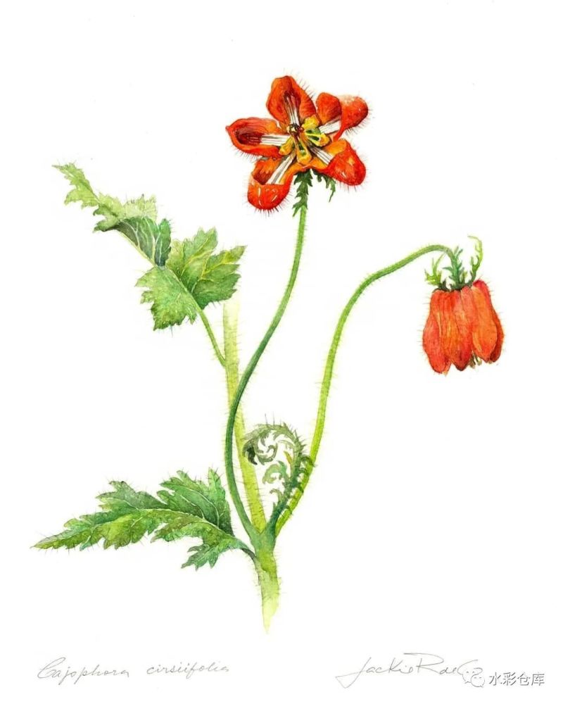 水彩|一组植物水彩插画图鉴 艺术家kid"s