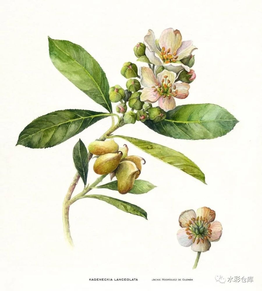 水彩|一组植物水彩插画图鉴 艺术家kid"s