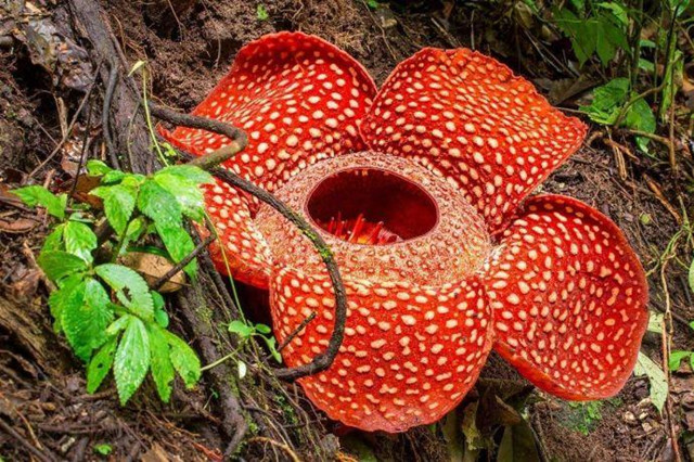 "世界花王"大王花,花朵又大又臭