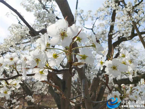 什川古梨园景区千树万树梨花绽放成花海