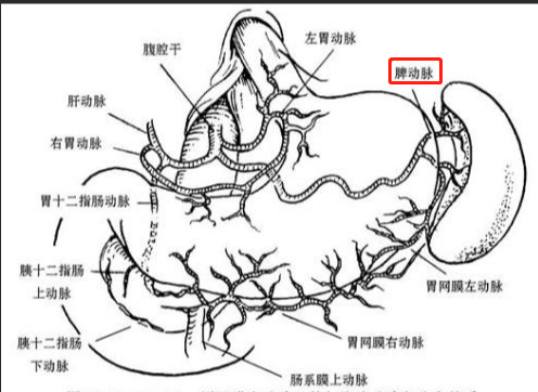 这就是脾动脉,此时小编的表情是这样的(lll￢ω￢) 肠系膜上动脉是