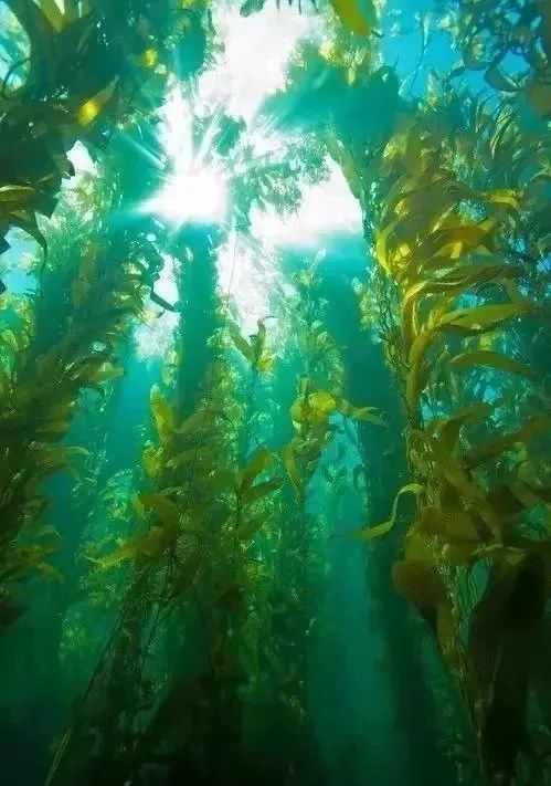 果之恋原藻液原材料为加拿大纽芬兰海域的泡叶藻,利用生物酶解技术将