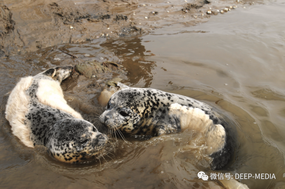 也许有一天无路可退!辽东湾斑海豹生存隐忧:远走他乡抑或无处为家