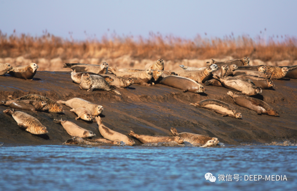 也许有一天无路可退!辽东湾斑海豹生存隐忧:远走他乡抑或无处为家