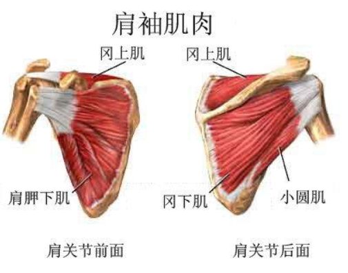 哈医大四院肩袖,肩周炎微创门诊精准诊疗肩部疾患