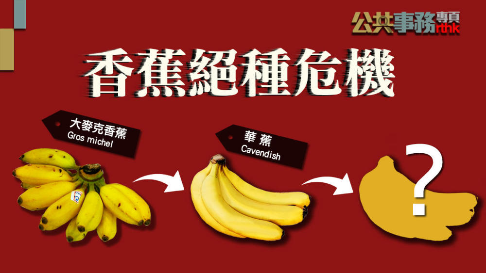 对于同样是无性繁殖的华蕉正在步入大麦克蕉的后尘,因为到二十世纪末