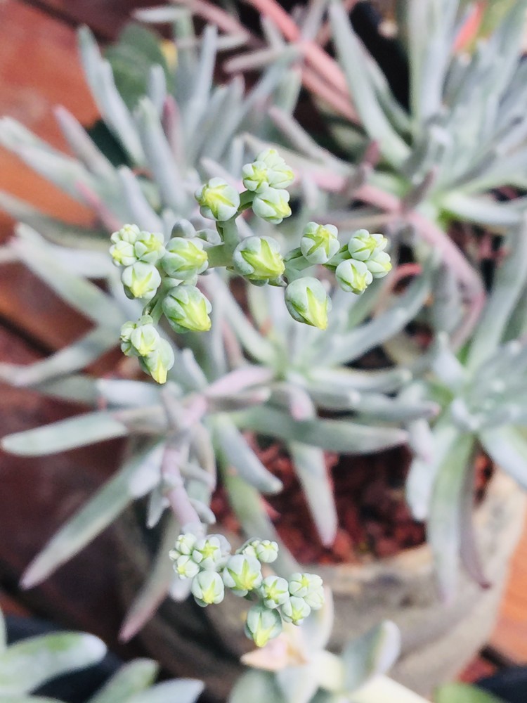 多肉植物开花什么样?有的惊艳时光,有的耗尽生命