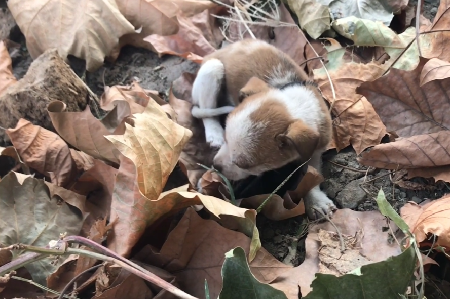 狗狗无助地蜷缩在地上