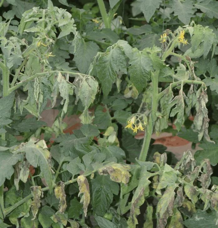 植保技术|番茄几种常见病害的辨别及防治方法