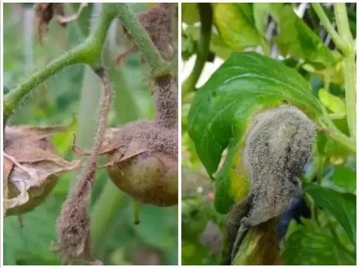 植保技术|番茄几种常见病害的辨别及防治方法