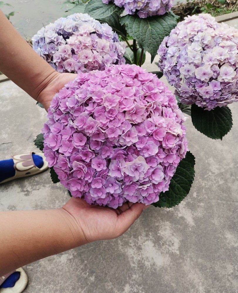 和阳台很搭的盆栽绣球—花宝,植株不大,超大花球,好看