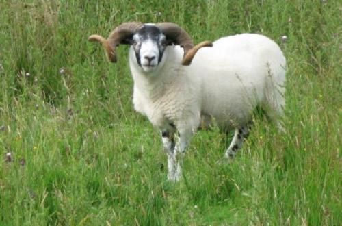 羊是如何进化成现在的样子的,世界上有多少种羊?