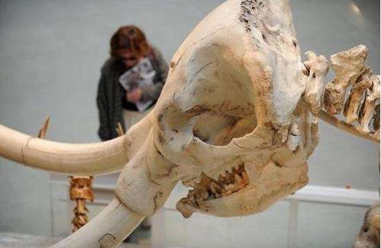 大象的祖先是如何进化出这么长的鼻子的?