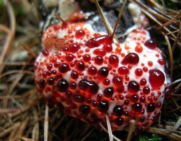 蘑菇的形状通常能超出常人想象这些菌类可以说是千奇百怪