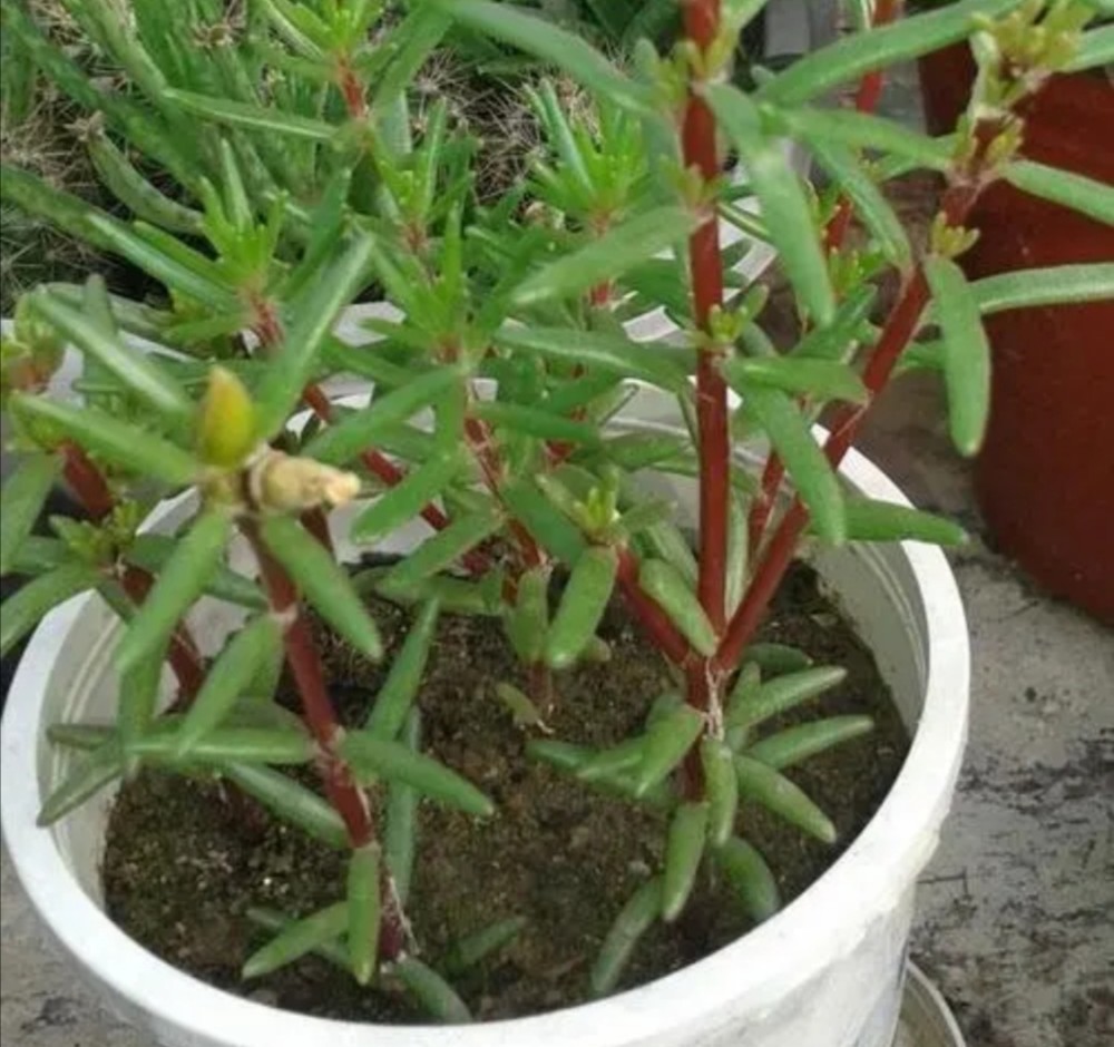 太阳花小苗期,提前给它做4件事,植株长得旺,开花满盆