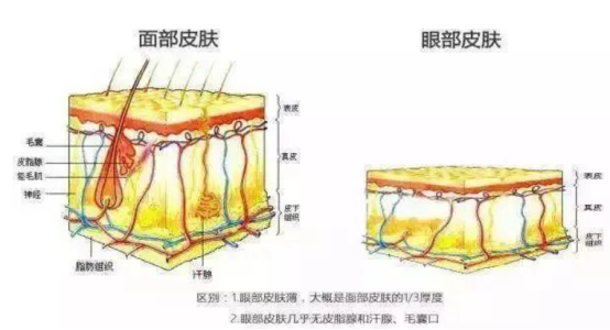 眼部皮肤为什么会比面部皮肤老的快呢?