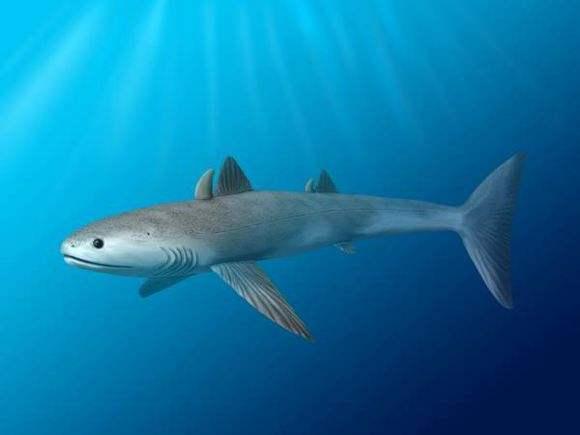 比恐龙还早出现的海洋生物,从几亿年前到现在几乎都没