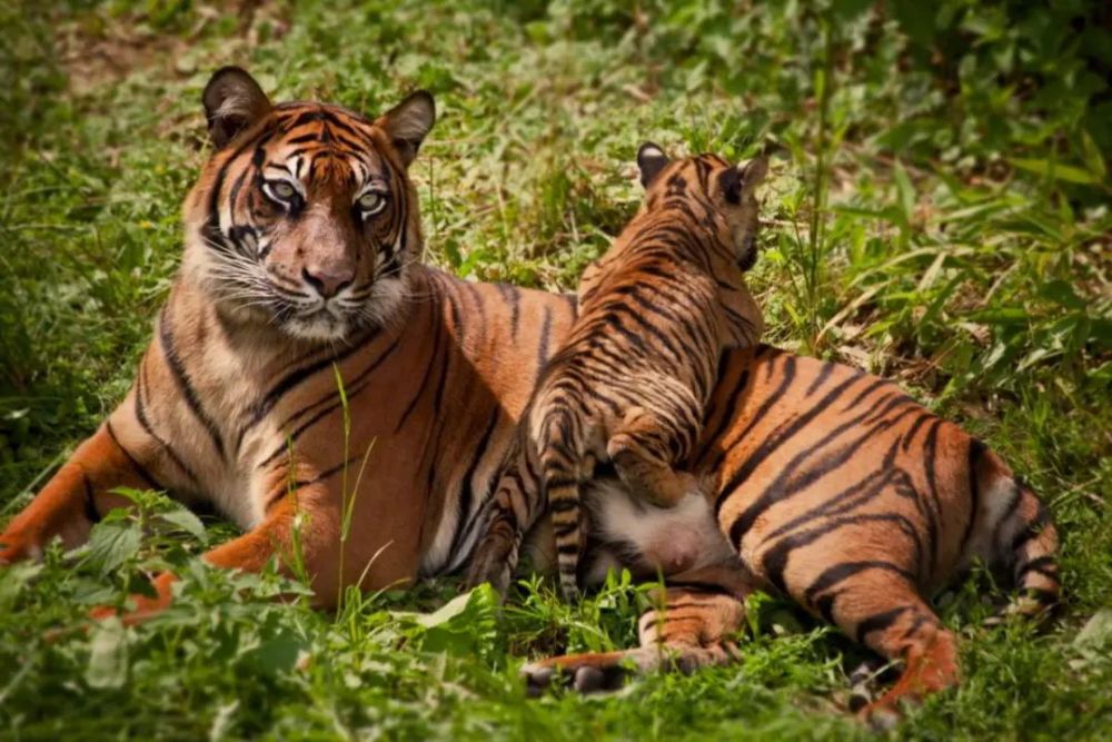 华南虎 south china tiger