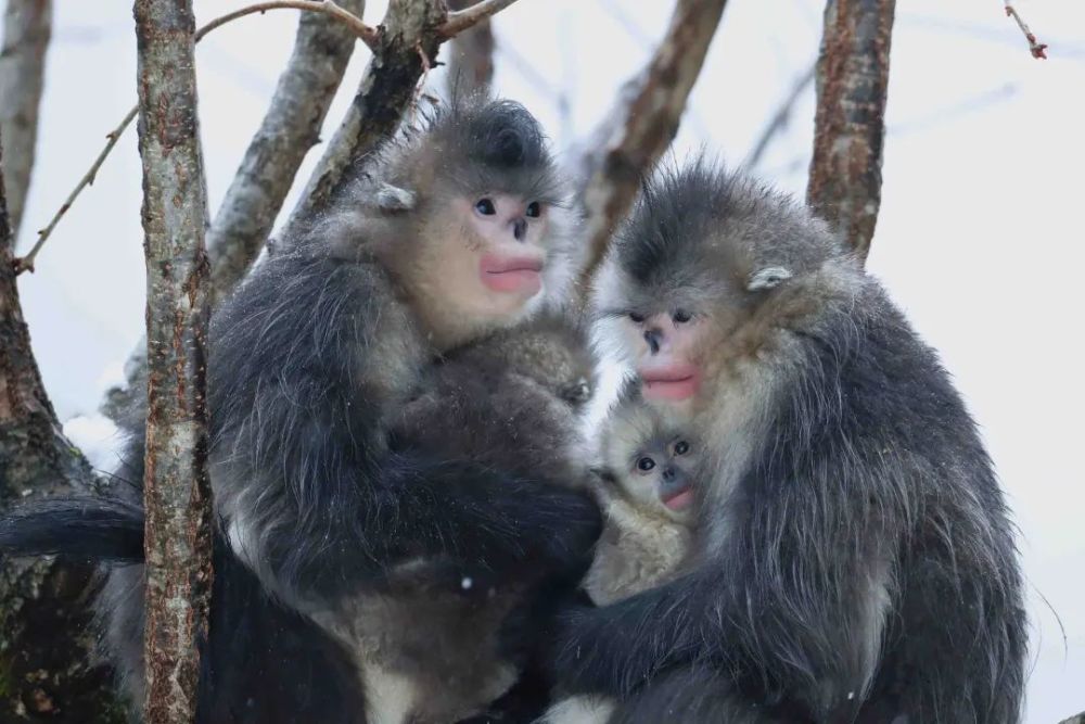 snub-nosed monkey,racehorse 滇金丝猴 black snub-nosed monkey