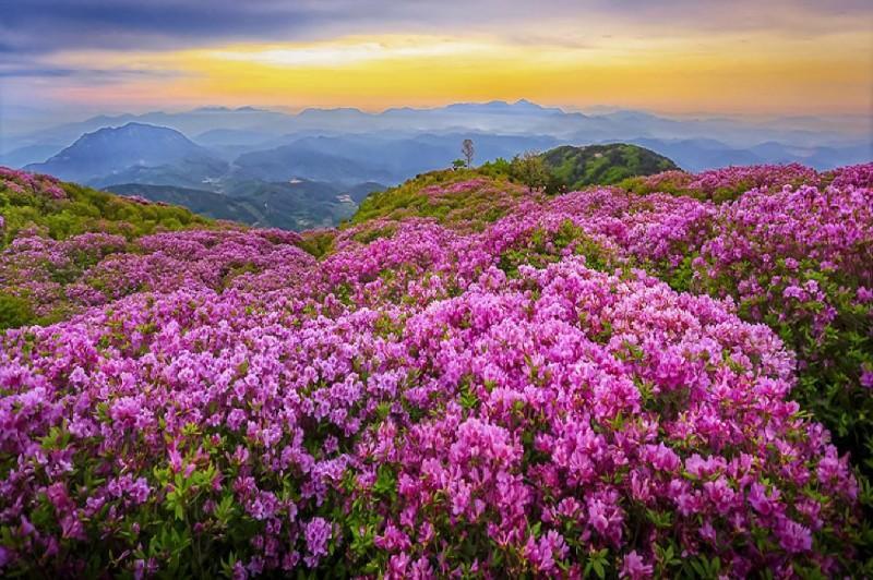 藏在贵州的"天然花海",春游不可错过,就在毕节值得一来