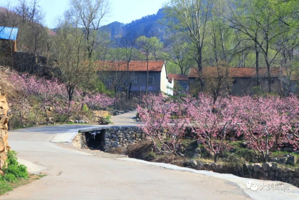 桃红柳绿这里是临朐的一个小山村