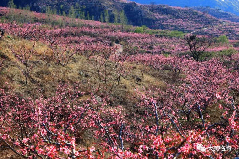 桃红柳绿这里是临朐的一个小山村