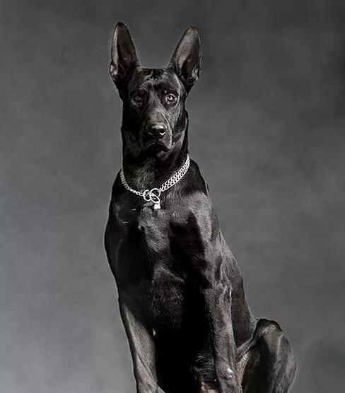 国内最原始的犬种,一生只认一个主人,对战国外大型比特犬保持零负的