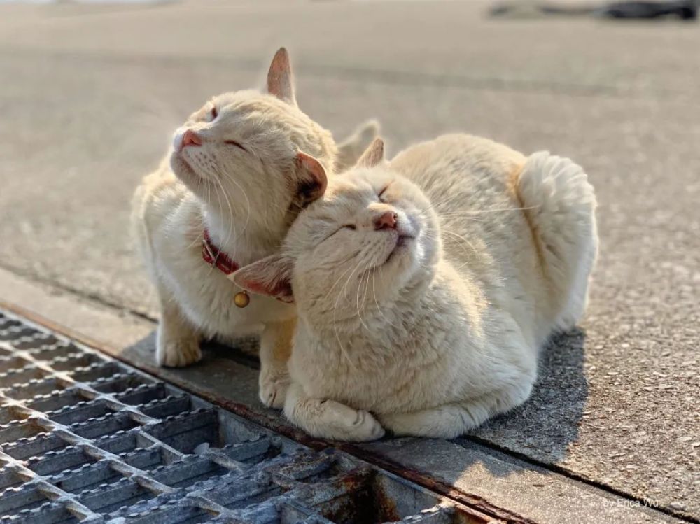 日本猫岛旅行笔记丨一听说那岛上有猫,我就出发了,想陪你去那座有猫的