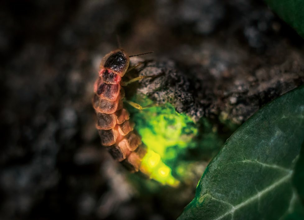 云南发现3个萤火虫新种,但你却许久没见萤火虫了,它们去哪了?