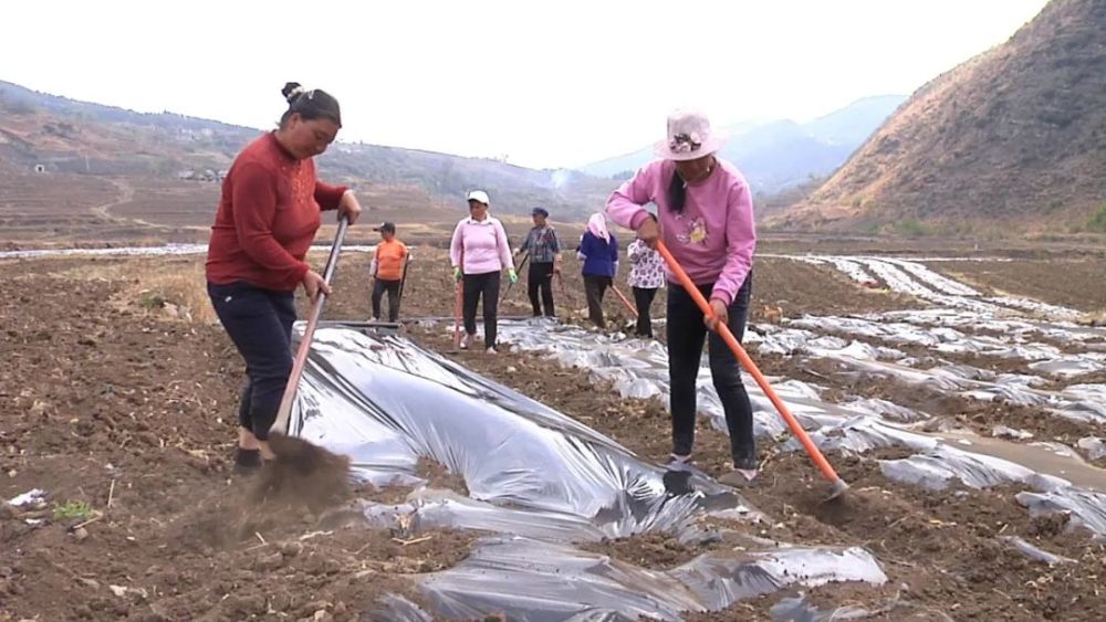 威宁县雪山镇谢家社区产业发展育新机遇,群众致富有保障