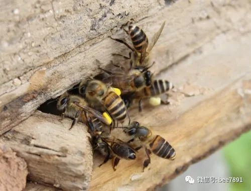 11个方面展开谈中蜂与意蜂的不同之处