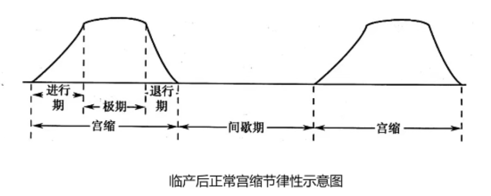 在临产时,会出现规律且逐渐增强的子宫收缩,持续30s或以上,间歇5~6