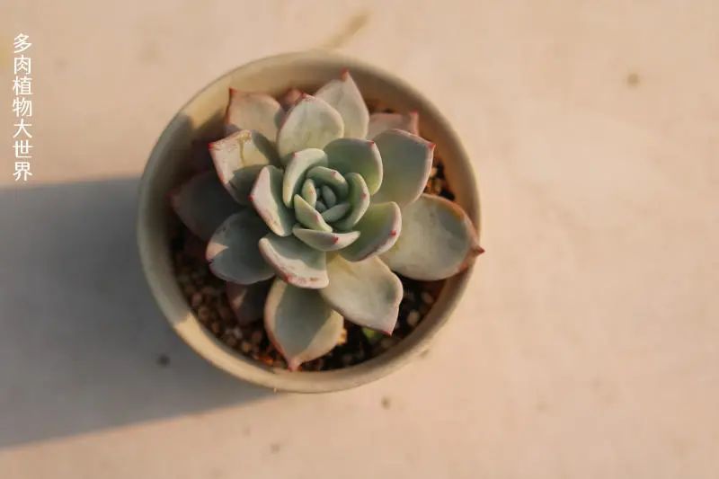 "蓝色妖姬"景天科拟石莲花属多肉植物,广寒宫和雪莲的
