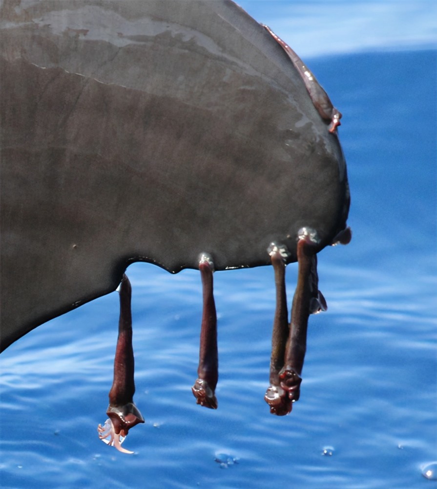 当然不仅海洋生物讨厌,而且各种船舶也非常厌恶藤壶,它们会寄生在船底