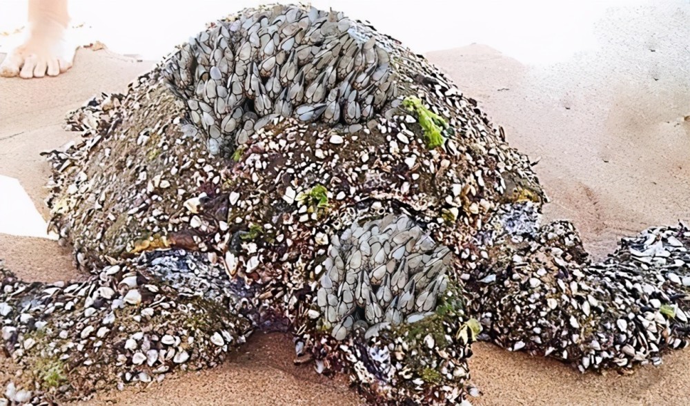 当然不仅海洋生物讨厌,而且各种船舶也非常厌恶藤壶,它们会寄生在船底