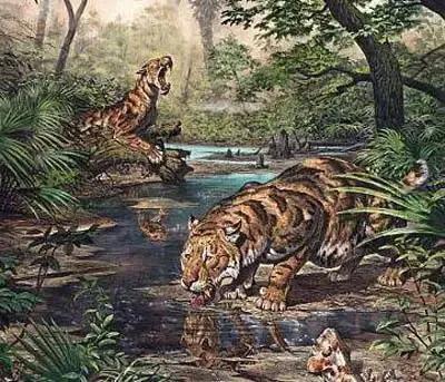 巨虎生存环境图 远东北亚巨虎往往单独生活,除非在繁殖季节会雌雄汇集