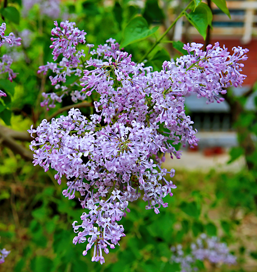 【卧虎诗苑】咏丁香花(外一首)/董国全